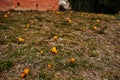 Saffron flowers on field. Crocus sativus blooming yellow plant on ground, closeup