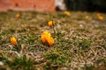 Saffron flowers on field. Crocus sativus blooming yellow plant on ground, closeup Royalty Free Stock Photo