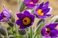 Saffron flowers on the field. Crocus sativus. Selective focus Royalty Free Stock Photo