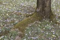 Saffron flowers in the grass around tree roots Royalty Free Stock Photo