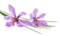 Saffron flowers Royalty Free Stock Photo