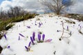 Saffron flowers and snowy fisheye landscape