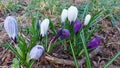 Saffron is the harbinger of spring. Colorful inflorescences in close-up.