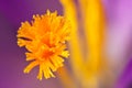 Saffron inside of crocus Royalty Free Stock Photo