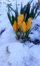 Saffron (lat. Crocus) grows in a flower bed in the snow. yellow flowers close-up. Royalty Free Stock Photo