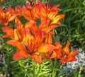 Saffron lilies Lilium dahuricum; Lilium pensylvanicum on garden