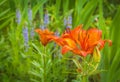 Saffron lilies Lilium dahuricum; Lilium pensylvanicum on garden in the rain