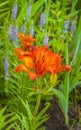 Saffron lilies Lilium dahuricum; Lilium pensylvanicum on garden in the rain