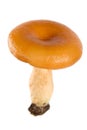 Saffron milk cap