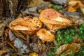 Saffron milk cap Lactarius deliciosus mushroom. aka red pine mushrooms aka Lactarius deliciosus in a grass., delicious edible