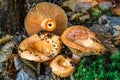 Saffron milk cap Lactarius deliciosus mushroom. aka red pine mushrooms aka Lactarius deliciosus in a grass., delicious edible