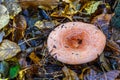 Saffron milk cap Lactarius deliciosus mushroom. aka red pine mushrooms aka Lactarius deliciosus in a grass., delicious edible