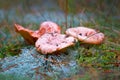 Saffron milk cap mushrooms Royalty Free Stock Photo