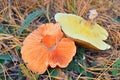 Saffron milk cap and penny bun mushroom Royalty Free Stock Photo