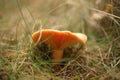 Saffron milk caps or lactarius deliciosus showing its texture