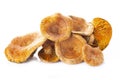 Saffron milk caps or red pine mushrooms isolated on white Royalty Free Stock Photo