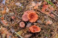 Saffron Milkcap or pine mushrooms Lactarius deliciosus in pine forest at autumn