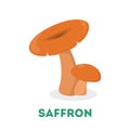 Saffron mushroom. Fresh healthy food. Vegetarian wild