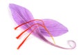 Saffron petal with stigmas Royalty Free Stock Photo