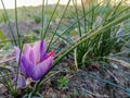 Saffron Plants with Flowers, Crocus sativus Royalty Free Stock Photo