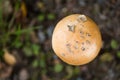 Saffron ringless amanita, Amanita crocea Royalty Free Stock Photo