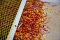 Saffron separation process, Crocus threads pile on separator, close up Royalty Free Stock Photo