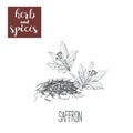 Saffron skech herbs and spices vector illustration.