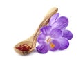 Saffron spices with flower in closeup Royalty Free Stock Photo