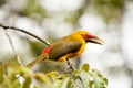 Saffron toucanet