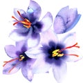 Saffron violet crocus flowers isolated on white background, watercolor illustration