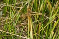 Saffron-winged Meadowhawk Dragonfly - Sympetrum costiferum