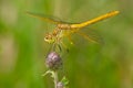 Saffron-winged Meadowhawk Dragonfly - Sympetrum costiferum