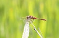 Saffron-winged Meadowhawk Sympetrum costiferum Perched on Dried Vegetation at a Marsh