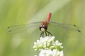 Saffron-winged Meadowhawk on a White Flower Royalty Free Stock Photo