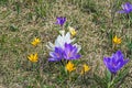 Saffrons are early spring flowers in garden close-up Royalty Free Stock Photo