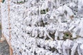 Saga, Japan - Nov. 12, 2018: Japanese random fortune telling paper Omikuji folded and tied on rope wires Omikuji kake in