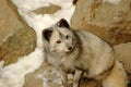Sagacious look. Arctic fox.