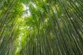 Sagano Bamboo Forest Royalty Free Stock Photo