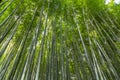 Sagano Bamboo Forest Royalty Free Stock Photo