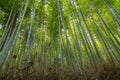 Sagano Bamboo Forest Royalty Free Stock Photo