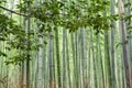 Sagano Bamboo Forest in Arashiyama Royalty Free Stock Photo