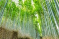 Sagano Bamboo Forest in Japan Royalty Free Stock Photo