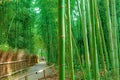 Japanese trees. Sagano Bamboo Forest, Royalty Free Stock Photo