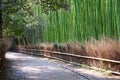 Sagano Bamboo Forest in Kyoto Royalty Free Stock Photo