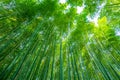 Sagano Bamboo Forest. Japanese trees. Royalty Free Stock Photo