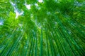 Sagano Bamboo Forest. Japanese trees. Royalty Free Stock Photo