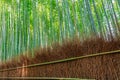 Sagano Bamboo Forest. Japanese trees. Royalty Free Stock Photo