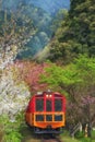 Sagano Romantic train running between Sakura Royalty Free Stock Photo