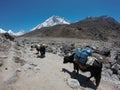 Sagarmatha National Park, Nepal - May 2019: Yaks in the path during the trekking to everest base camp in Nepal