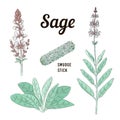 Sage or Salvia herb with purple flowers. Smudge stick. Vector line illustration. Botanical design elements.